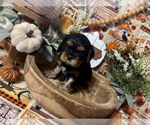 Cavalier King Charles Spaniel Puppy for sale in JACKSON, OH, USA