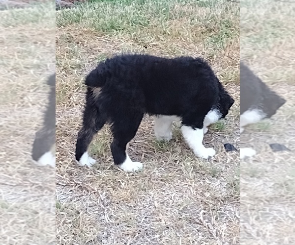 Medium Photo #7 Australian Shepherd Puppy For Sale in LA MIRADA, CA, USA