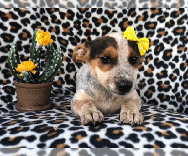 Medium Photo #1 Australian Cattle Dog-Jack Russell Terrier Mix Puppy For Sale in LAKELAND, FL, USA