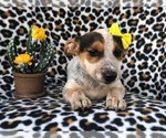Small Australian Cattle Dog-Jack Russell Terrier Mix