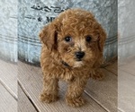 Small Photo #7 Shih-Poo Puppy For Sale in DUNDEE, OH, USA