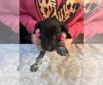 Puppy Red collar German Shorthaired Pointer