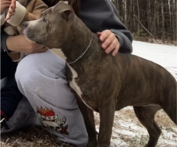 Medium Photo #1 American Bully Puppy For Sale in SANFORD, NC, USA