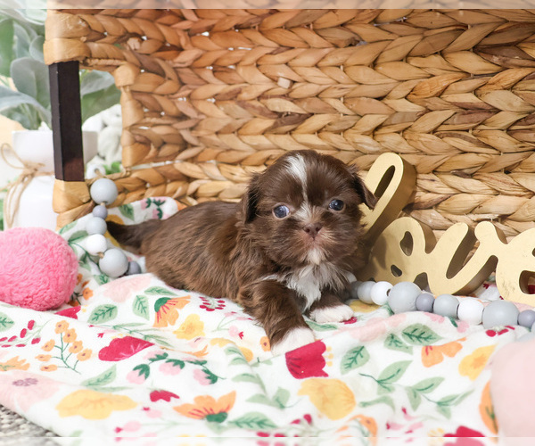 Medium Photo #9 Shih Tzu Puppy For Sale in SYRACUSE, IN, USA
