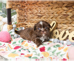 Small #8 Shih Tzu
