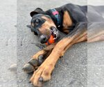 Small Photo #11 Doberman Pinscher-Unknown Mix Puppy For Sale in Lake Forest, CA, USA