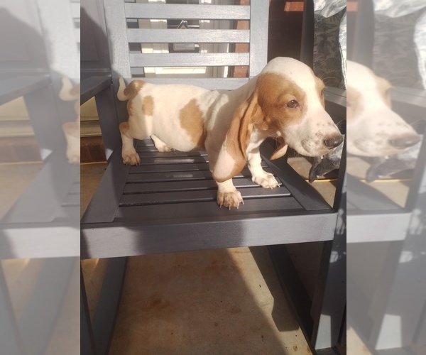Medium Photo #1 Basset Hound Puppy For Sale in CANTON, GA, USA