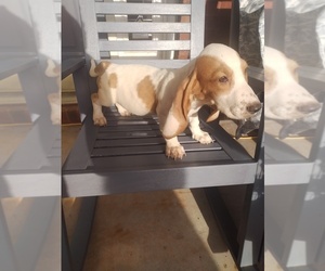 Basset Hound Puppy for sale in CANTON, GA, USA