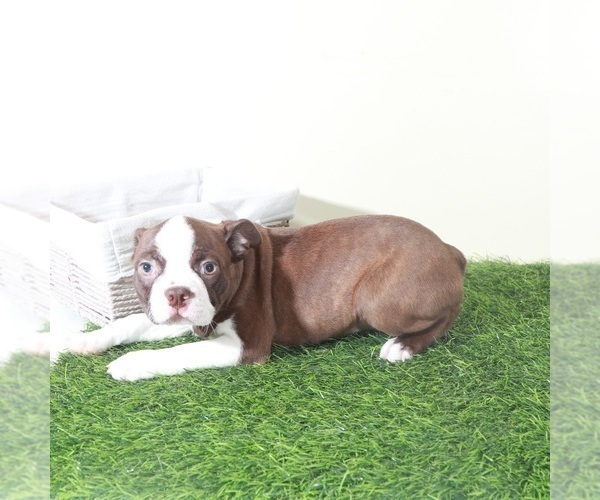 Medium Photo #2 Boston Terrier Puppy For Sale in MOUNT VERNON, OH, USA