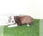 Small #1 Boston Terrier