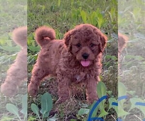 Goldendoodle-Poodle (Toy) Mix Puppy for sale in CLARE, IL, USA