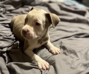 Medium American Bully