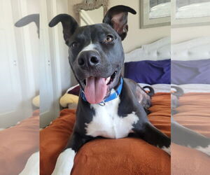 Mutt Dogs for adoption in Coralville, IA, USA