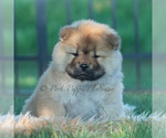 Small #7 Chow Chow