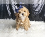 Puppy Wally F1B Maltipoo