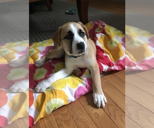 Boxer-Great Pyrenees Mix Dogs for adoption in MBORO, TN, USA