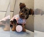 Small Photo #21 Yorkshire Terrier Puppy For Sale in NEVADA, TX, USA