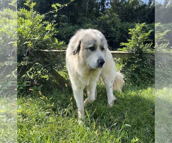 Medium Photo #2 Great Pyrenees Puppy For Sale in Westminster, MD, USA