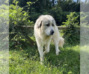 Maverick - Male Great Pyrenees Dog for Adoption - Photo #2