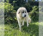Small Photo #2 Great Pyrenees Puppy For Sale in Westminster, MD, USA