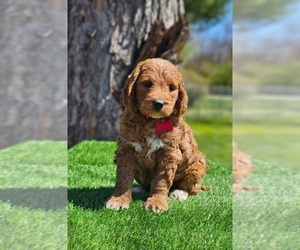 Goldendoodle (Miniature) Puppy for sale in INDIANAPOLIS, IN, USA