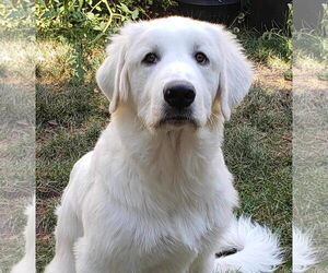 Great Pyrenees Dogs for adoption in Bountiful, UT, USA