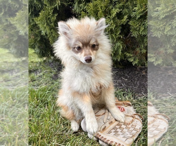 Medium Photo #3 Pomeranian Puppy For Sale in MIDDLEBURY, IN, USA
