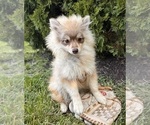 Small #2 Pomeranian