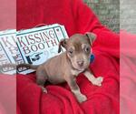 Small #2 Boxador