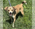 Small Chihuahua Mix