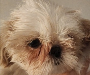 Shih Tzu Puppy for sale in WESLEY CHAPEL, FL, USA