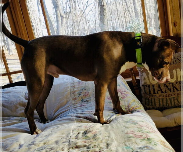 Medium Photo #5 American Pit Bull Terrier-Chocolate Labrador retriever Mix Puppy For Sale in Princeton, MN, USA