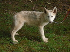 Small Wolf Hybrid