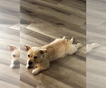 Small #1 Mutt