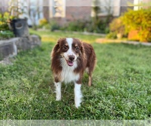 Father of the Miniature Australian Shepherd puppies born on 03/23/2024