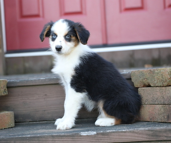 Medium Photo #5 Australian Shepherd Puppy For Sale in WESTFIELD, MA, USA