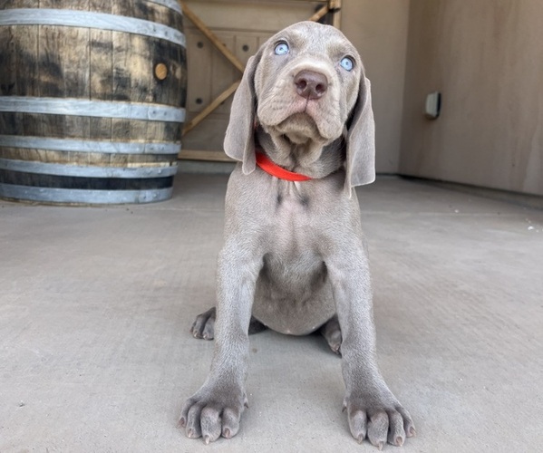 Medium Photo #1 Weimaraner Puppy For Sale in SURPRISE, AZ, USA