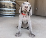 Puppy Red Weimaraner