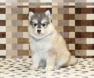 Pomsky Puppy for sale in DENVER, PA, USA