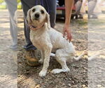 Small #1 Labrador Retriever Mix