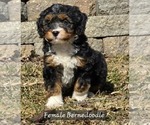 Image preview for Ad Listing. Nickname: First born girl