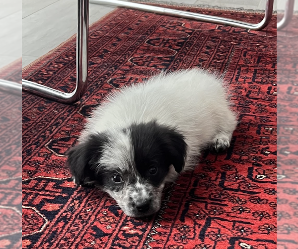 Medium Photo #4 Border Collie-Unknown Mix Puppy For Sale in Brooklyn, NY, USA