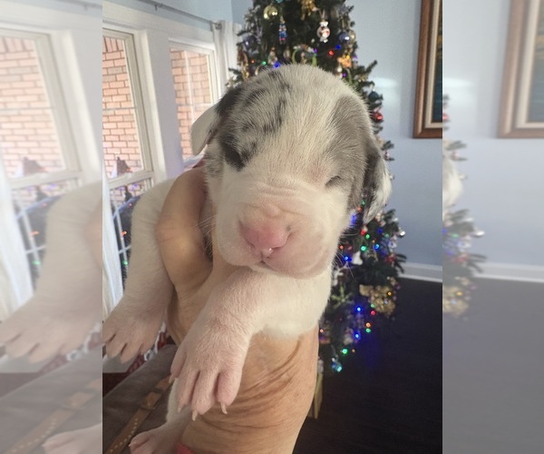 Medium Photo #10 Great Dane Puppy For Sale in CLANTON, AL, USA