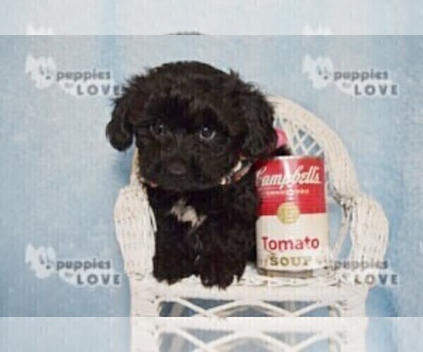Medium Photo #1 YorkiePoo Puppy For Sale in SANGER, TX, USA