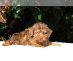 Small #8 Yorkiepoo mix (+ Poodle Toy)