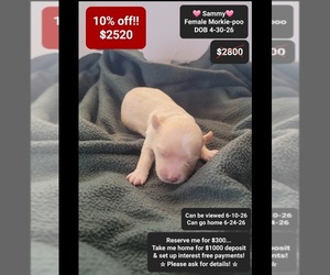 Morkie Poo (Toy) Puppy for sale in TUCSON, AZ, USA