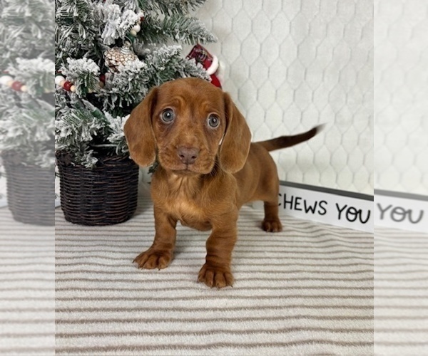 Medium Photo #2 Dachshund Puppy For Sale in GREENFIELD, IN, USA