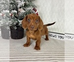 Small #1 Dachshund