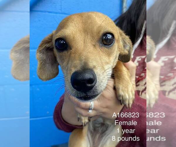 Medium Photo #1 Dachshund-Unknown Mix Puppy For Sale in Calgary, Alberta, Canada