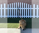 Small Mutt